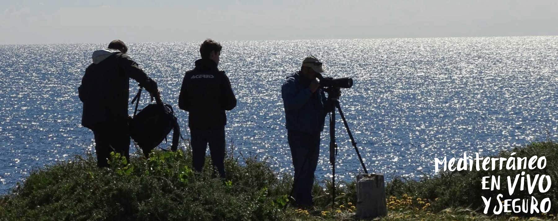 Turismo ornitológico en la Isla de Tabarca - Comunitat Valenciana
