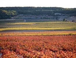 Imagen de viñedos en la Comunitat Valenciana