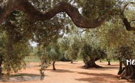 Olivos milenarios en Canet Lo Roig - Comunitat Valenciana