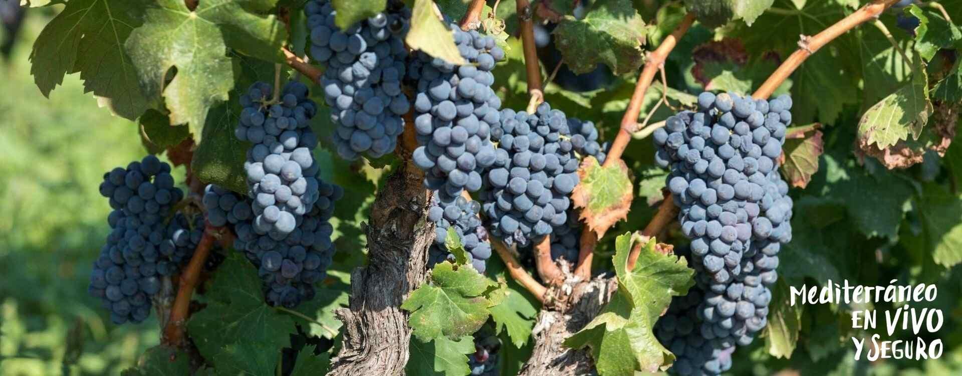 Image of the grapes in the vineyards of Llíber	